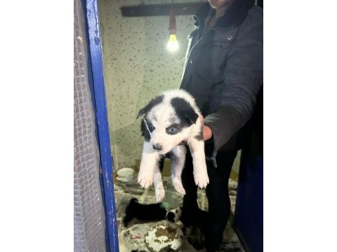 Mavi gözlü sibirya kurdu