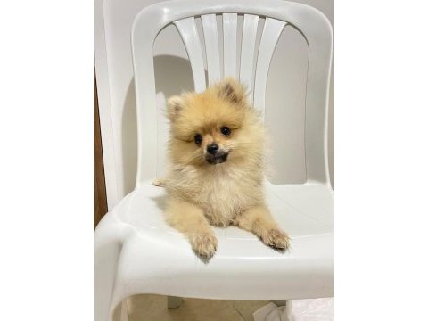 2 aylık pomeranian boo