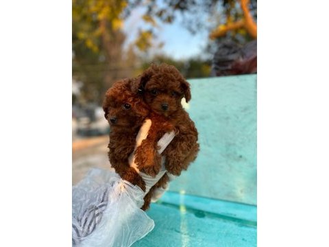 2 ve 9 aylık dişi red brown toy poodle yavrular