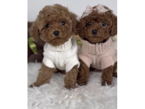 Toy poodle köpeği