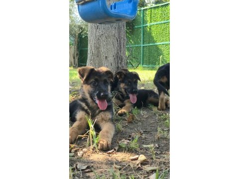 Safkan şecereli alman çoban köpeği yavruları