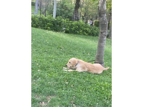 Eğitimli aşılı cipli golden retriever