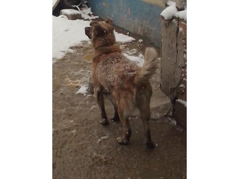 2 yaşında melez belçika kurdu
