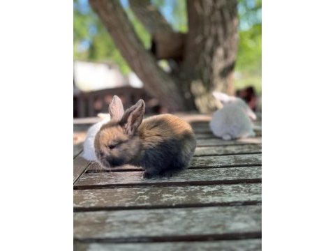 Minilop yavru tavşanlar