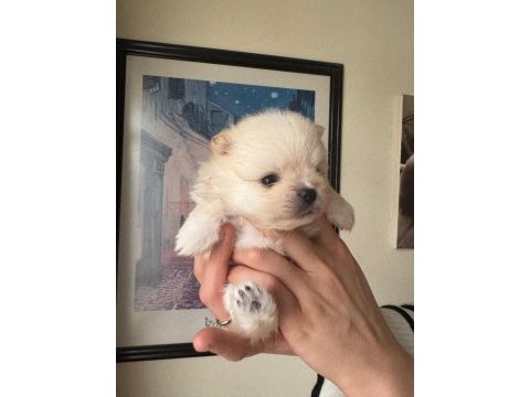 A kalite pomeranian bebeklerim