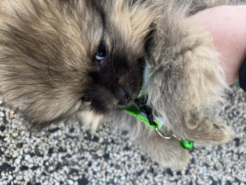 Nadir tüy rengine sahip eşsiz pomeranian yavrusu