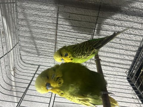 Hazır jumbo muhabbet kuşu takımlar