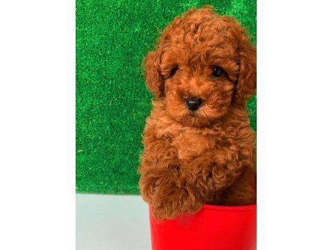 Orjinal ev üretimi wc eğitimli toy poodle