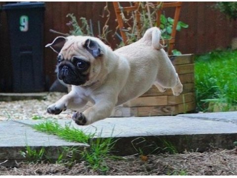 Üst düzey kalite erkek ve dişi pug mops yavrular