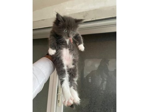 Maine coon kedi