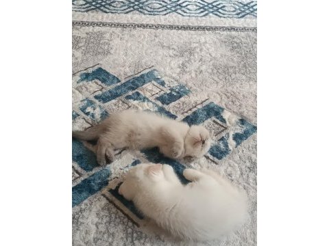 Scottish fold blue point 2 aylık dişi