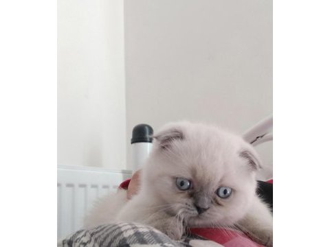 Oyuncu scottish fold 2.5 aylık