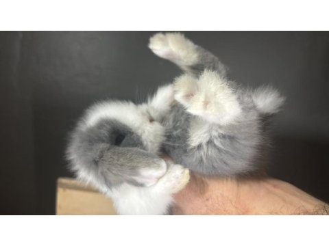 Hollanda lop tavşanı yavrular gönderim var