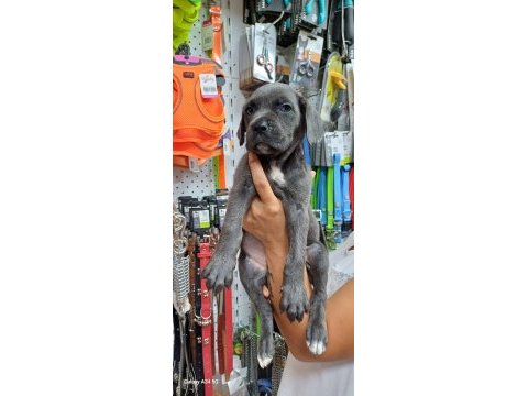 Cane corso blue köpeğimiz