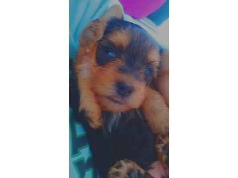 Yorkshire terrier yavrularımıza yuva arıyoruz