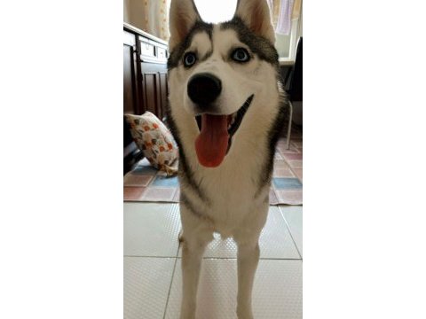 Husky 9 aylık pasaport aşılama tamamlandı