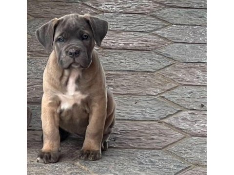 Hırslı cane corso yavrular