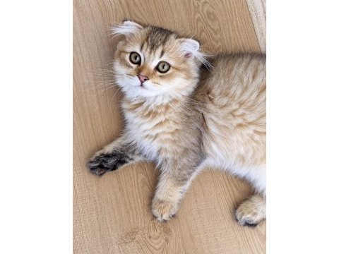 Golden british longhair