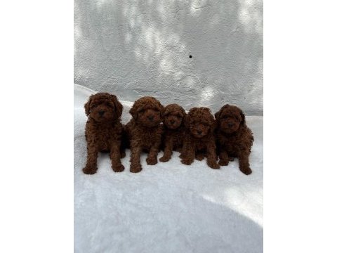 Denizli poodle evinden harika anatomide bebeklerim
