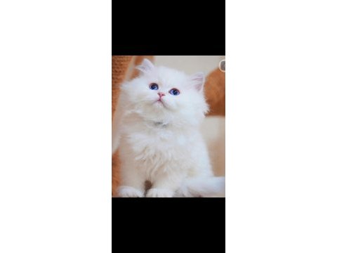 British longhair kedisi beyaz