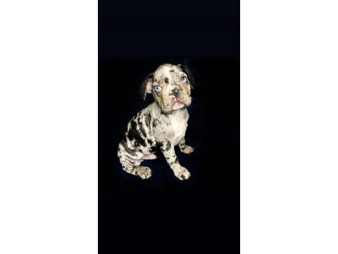 Çok iyi kalite erkek marly frennch bulldog