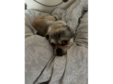 Shih tzu erkek köpeğimiz