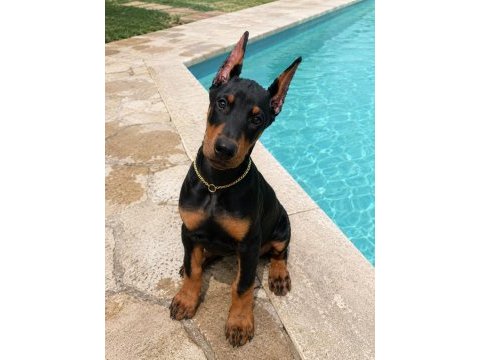 Kalite duruşlu aşıları tam estetikli doberman yavrular