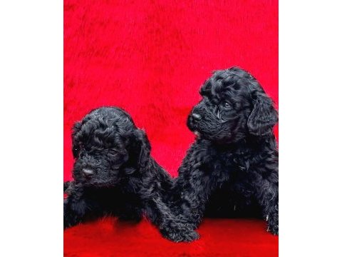 Siyah renk toy poodle efsane