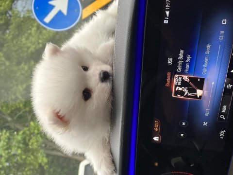 Premium ayı surat bebek pomeranian boo