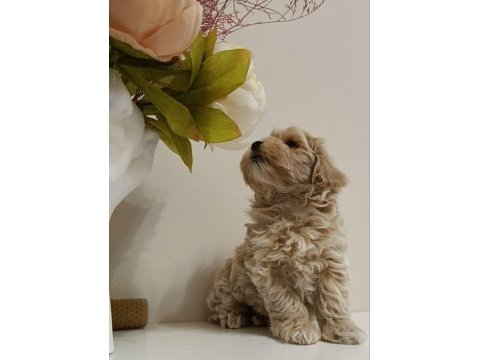 Maltipoo yavrular