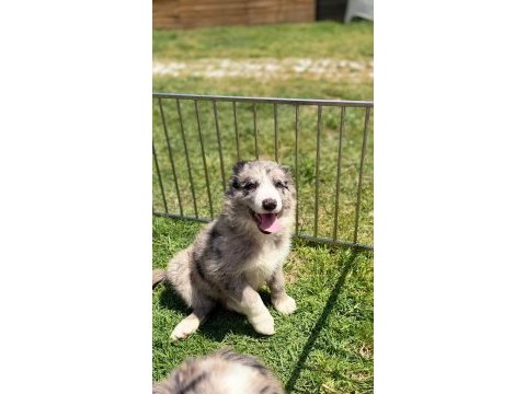 Blue merle border collie yavrular