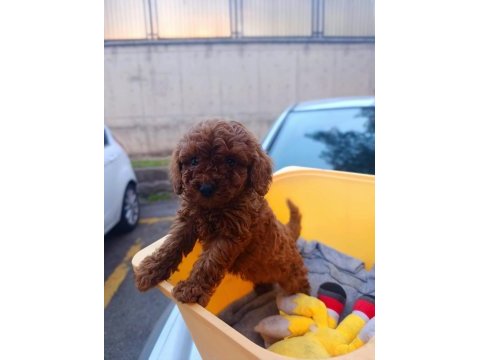Toy poodle red brown