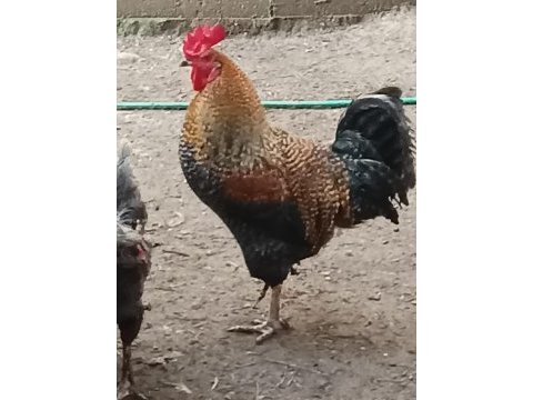 Horozlarımı ve ördeklerimi sahiplendiriyorum