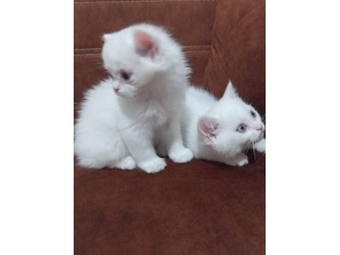 Odd eyes british shorthair
