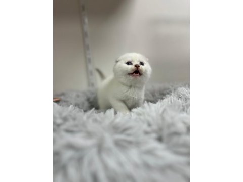 Scottish fold ayı surat yavrumuz