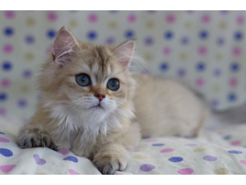 British longhair erkek kediler