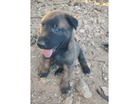 Belçika malinois yavrularımız 