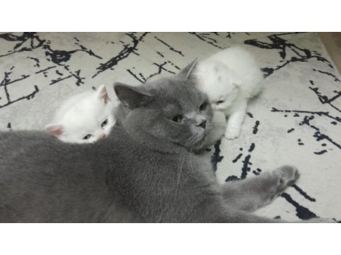 Yavru scottish fold