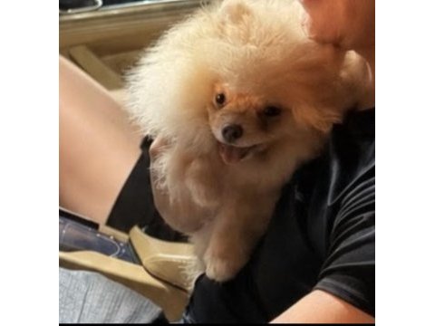 Uyguna 7.5 aylık dişi pomeranian