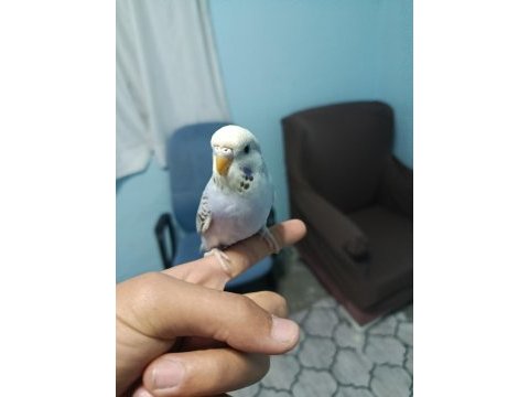 Yavru muhabbet kuşu