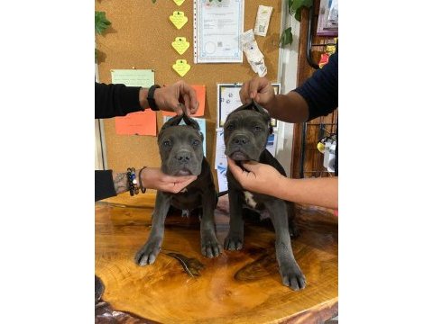 A şecereli blue cane corso ıtaliano