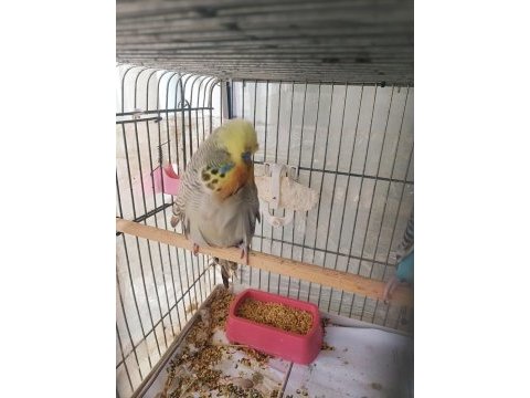 Konuşturmalık alıştırmalık a kalite şov jumbo kuşlar