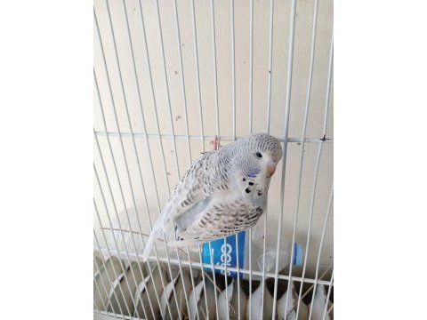 Jumbo şov muhabbet kuşu yavrular