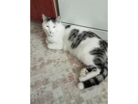 Sıcak kanlı sevecen boncuk kedim
