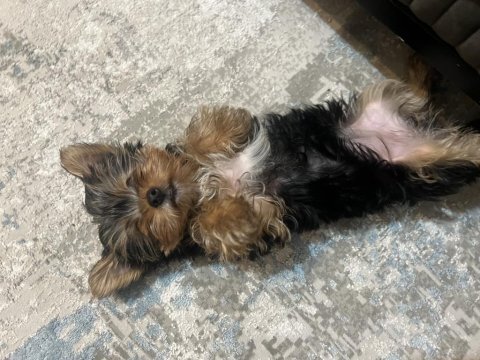 5 aylık 1,5 kg dişi uygun fiyatlı yorkshire terrier