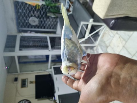 Yuvadan yeni çıkan bulut ve gökkuşağı rainbow kuşlar