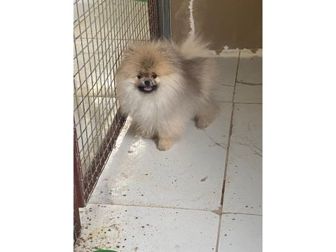 Show kalite tea cup pomeranin boo yavrular