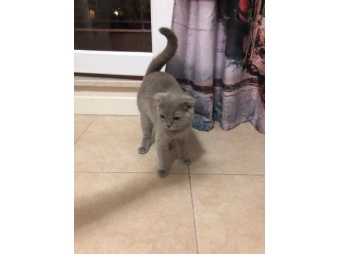 Scottish fold kedisi 1 yaşında