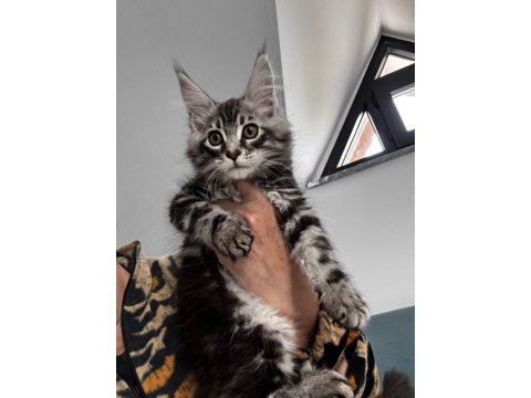 Maine coon dev yavru kediler uygun a veriyorum