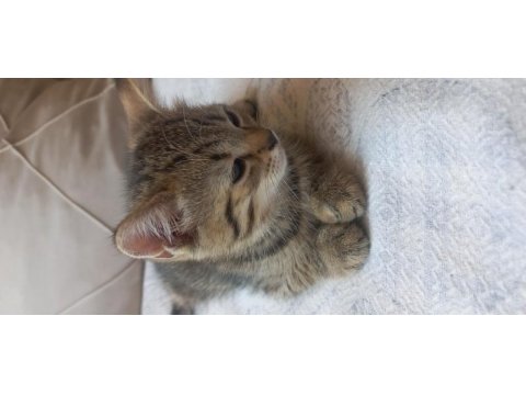 2 aylık british shorthair bebeklerimiz